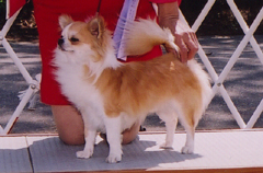 JKC�`�����s�I���y���[�N�z�j�̎q