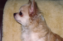 JKC�`�����s�I���y�r���[�z�j�̎q