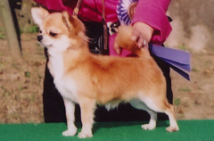 JKC�`�����s�I���y���C�z���̎q