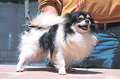 �A�����J�`�����s�I���y���b�L�[�z�j�̎q