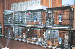 �u���[�f�B���O���[���̗l�q�P