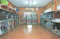 �u���[�f�B���O���[���̗l�q�Q