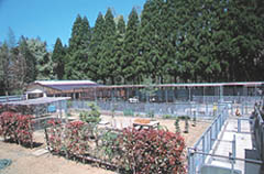 �r���[�e�B�t�����x�K�̗l�q